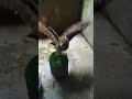 #birdslife #dailyroutein #feedingtime #philippine Eagle owl