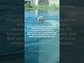 #ancient #hunter #facts #power #polarbear