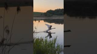 Алесь на рассвете. #лебедь #милоевидео #birds #лебеди #мило #lake #друг #swans #swan #nature #bird