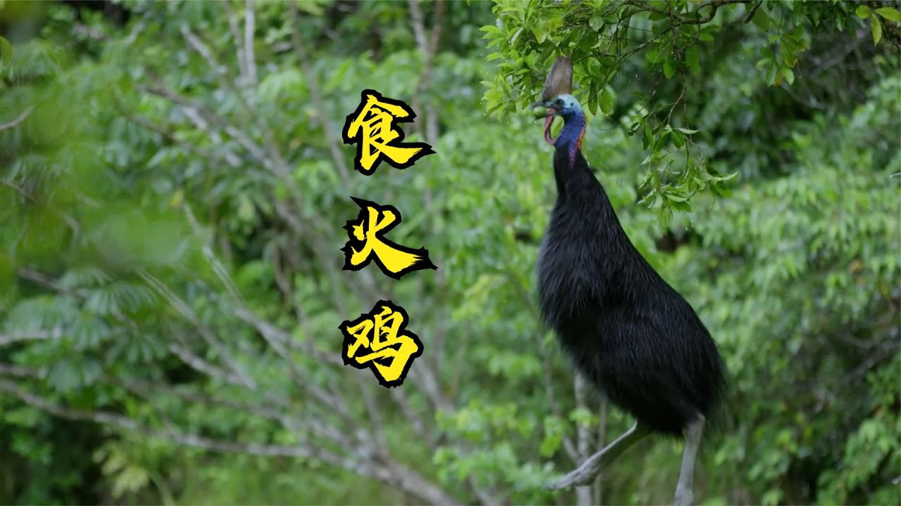 食火鸡,有杀人鸟的称号,爪子如同匕首,能跳2米高,时速50公里 - YouTube