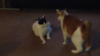 Japanese Bobtail cats fighting  #japanesecat #cat #neko #猫