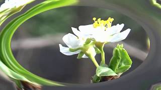 James Galway, Massenet Meditation