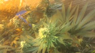 2000 watt parpitual grow
