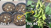 スーパーで買った小豆 あずき をそのまま植えてみた プランター How To Grow Red Beans From Store Bought Red Beans Youtube