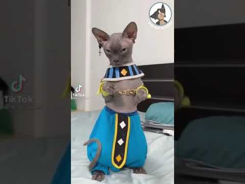 #shorts #египетская кошка