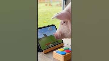 Hamlet the pig plays Minecraft?! #shorts #ai