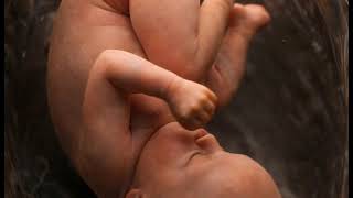 How a Foetus Positions Its Head Before Birth