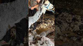 The Wool Just Would Not Stop Coming