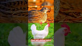 Quail and chicken hybrid