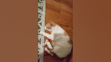 Cute fat Cat high on catnip