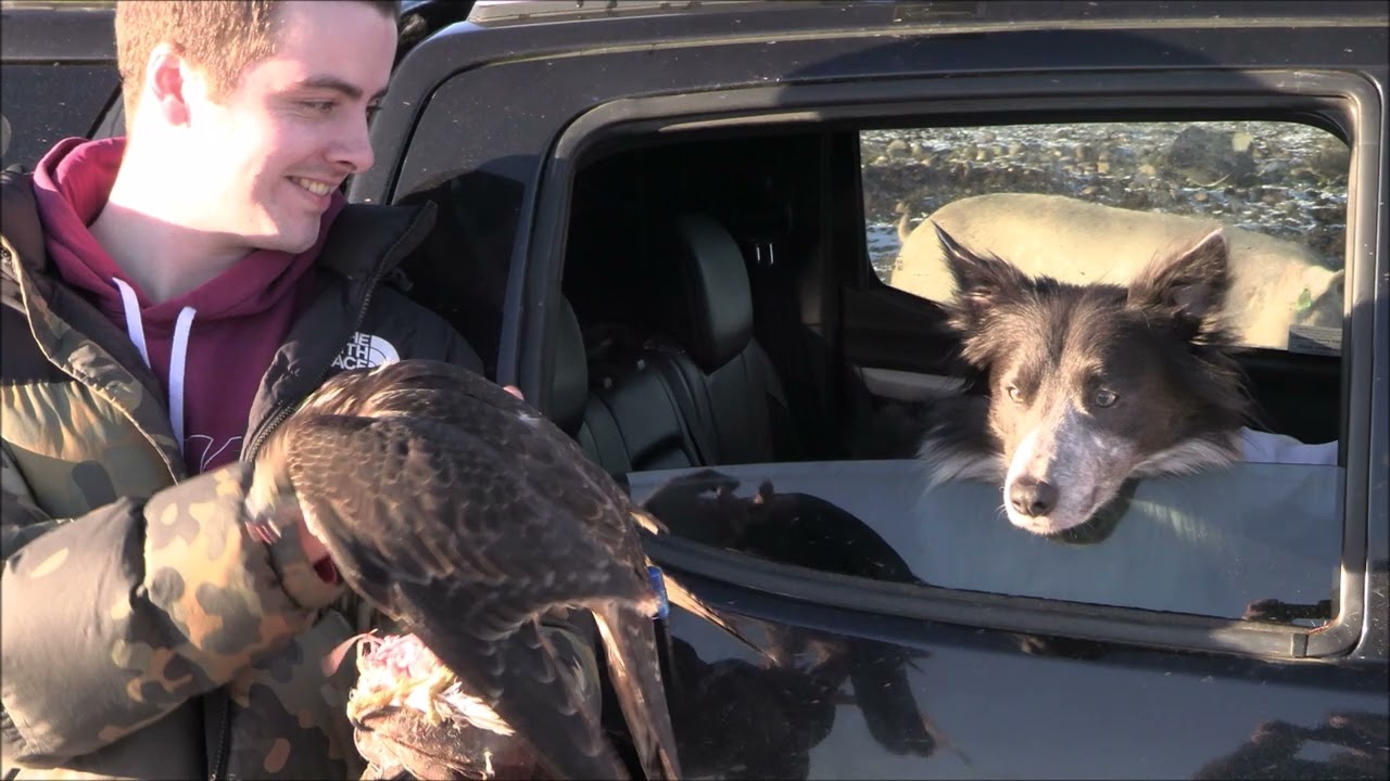 Falcons Hunting, Johanna and Grushenka
