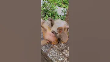 Monkey He Is Playing Penis 
