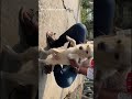 #pets #petlover #dogs #cutepuppy #explore #views #evening #vibes #subscribe #thankyou