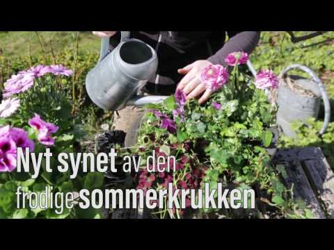 Video: Syreelskende skyggeplanter: Lær om planter for skygge- og syreplasser