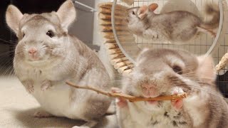 【スロー】肉眼で見えないチンチラの素顔 チンチラ Chinchilla