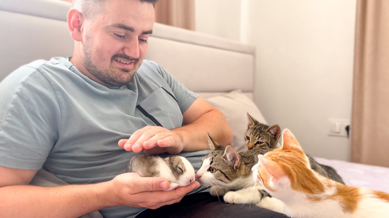 Kittens Meet Tiny Bunny for the First Time! [Cuteness Overload]