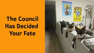 50 Times Cats Did Such Hilarious And Weird Things - Funny cat Wealth