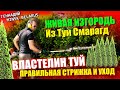 ЖИВАЯ ИЗГОРОДЬ из ТУИ | СЕКРЕТЫ и УХОД |@VLASTELIN_MINSK  | CТРИГУ ТУИ СМАРАГД |Минск | Belarus