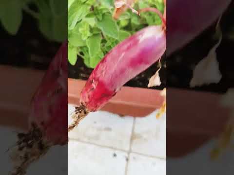 جمع بعض الخضروات و إطعام طيور السمان السمان الفري زراعة خضروات طيور 