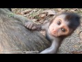 Life of monkeys Ep86, poor baby monkey, baby monkey running, life of poo...
