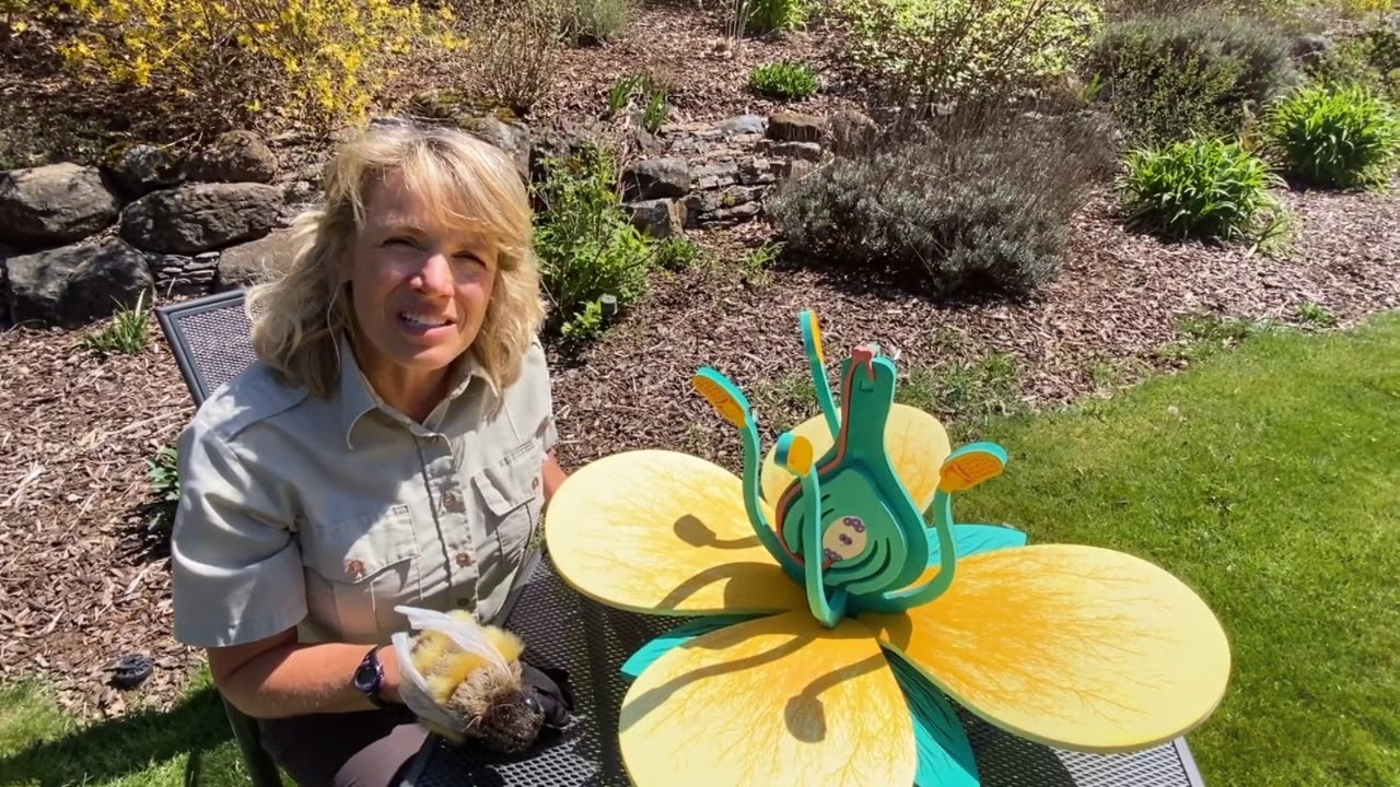 Busy Bees! A Lesson on Pollinators