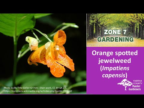 Zone 7 Gardening: Orange spotted jewelweed