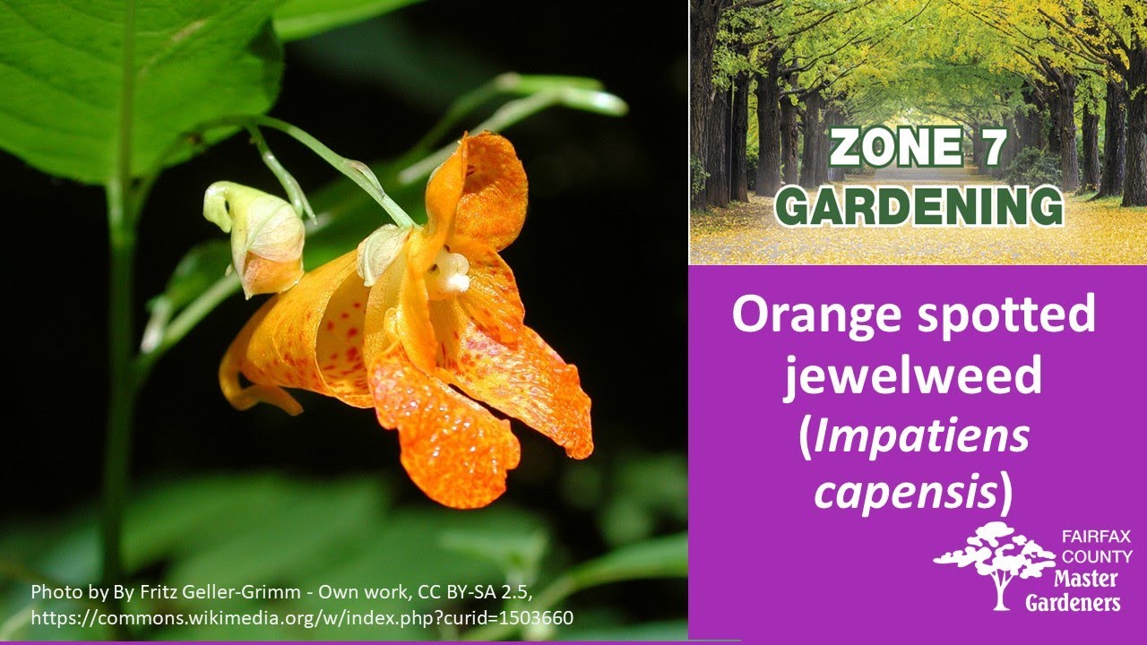 Zone 7 Gardening: Orange spotted jewelweed