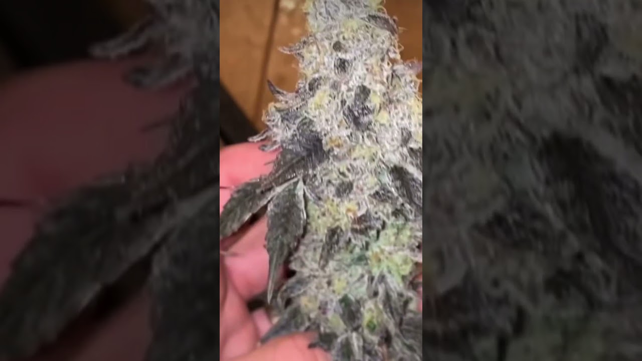 GOVERNMINT OASIS 🍨🍄⛽️ { PURPLE CITY GENETICS } GROWN BY TERPHOUSECO 