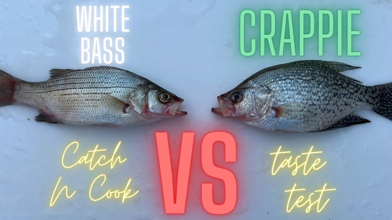 Crappie VS White Bass Taste Test  Catch and Cook #catchandcook  #gabassfishing 