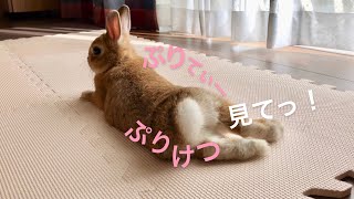 うさぎのお尻が可愛い&セクシー過ぎました！ #223