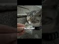 #cat #funny #shorts #catcore #funnyanimals