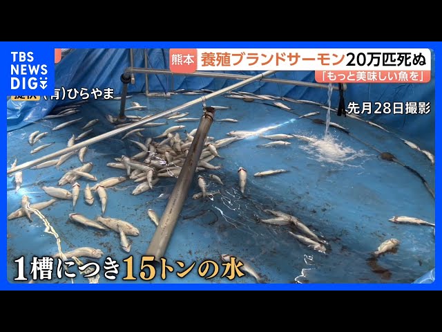海砂利水魚出演「われら地球県民」熊本県環境基本計画ビデオ 海砂利水魚出演「われら地球県民」熊本県環境基本計画ビデオ 海砂利