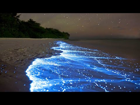 Visit Maldives - Experiences > The Sea of Stars in the Sunny Side of Life