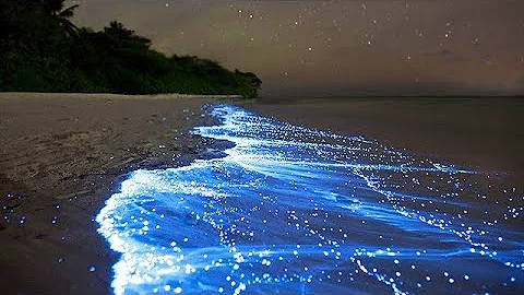 Sea of Stars - Vaadhoo Island, Maldives - DayDayNews