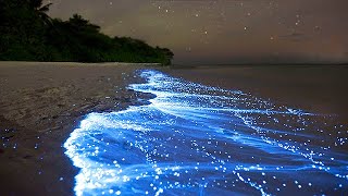 Sea of Stars  Vaadhoo Island, Maldives