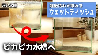 【水槽掃除術】〇〇使用のウェットティッシュで汚い水槽がびっくりするほど簡単に綺麗になる