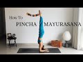 Pincha Mayurasana Tutorial - Warm up, Drills & Alignment Tips