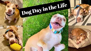 DOG DAY IN THE LIFE // SPEND A DAY WITH THE WORLD’S CUTEST PITTIE