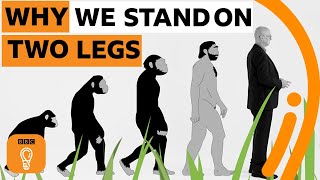 Why do we stand on two legs? | BBC Ideas