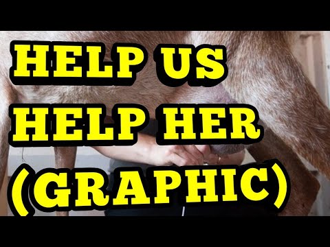 goat feeder diy OUR GOAT NEEDS YOUR HELP