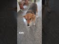 #HI Good Morning#trending #youtubeshorts#kuttus And Mikkus vlogs