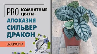 Алоказия Сильвер Дракон - волшебная алоказия | Кожаные листья прекрасного растения