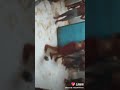 Sirboota Jaalala 