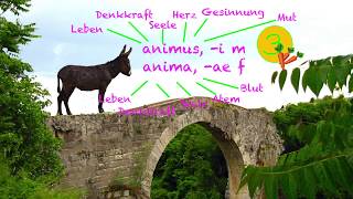 Latein Vokaben Eselsbrücken 16