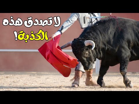 هل فعلا الثور يكره اللون الأحمر اكتشف الحقيقة الغريبة