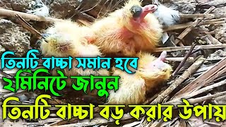 ২মিনিটে শিখুন তিনটি বাচ্চাকে বড় করার উপায় | কবুতরের বাচ্চা বড় করার উপায় | Kobutorer Bacca Palon