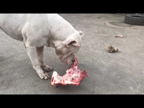 Video: Köpekler İçin Bira Kemik İçin Kötüdür