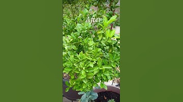 How to Fix Yellow Leaves on Citrus Trees