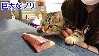 猫に巨大なブリをプレゼントするとこうなりますｗ