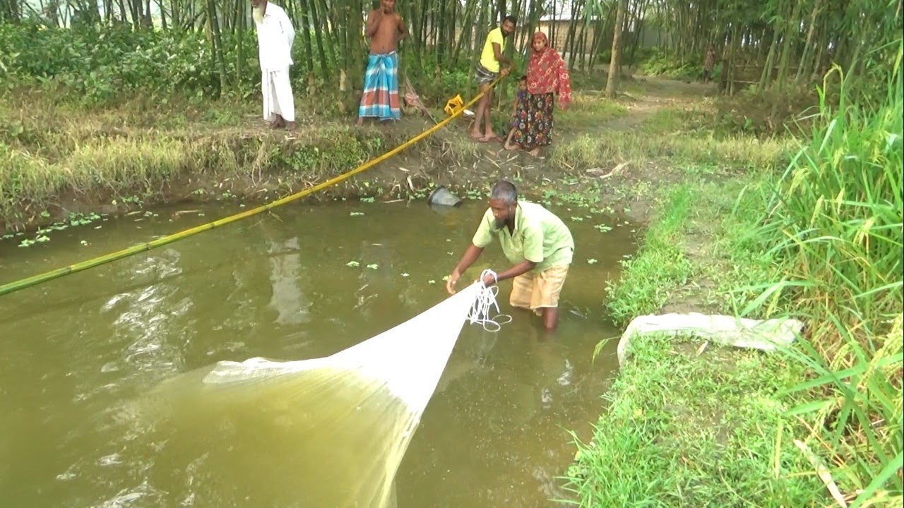 Fish Catching With Net Best Fishing video Fishing in village pond